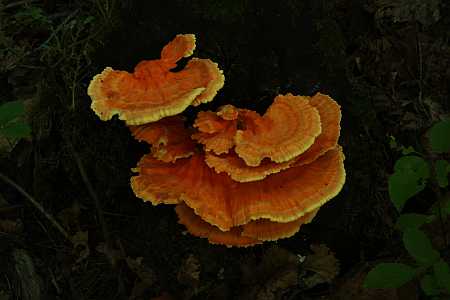 Chicken of the woods recipes