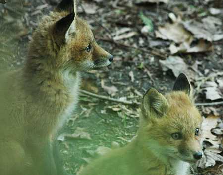fox siblings