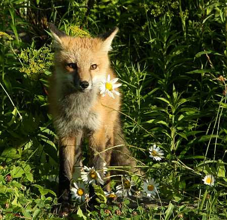 daisy fox